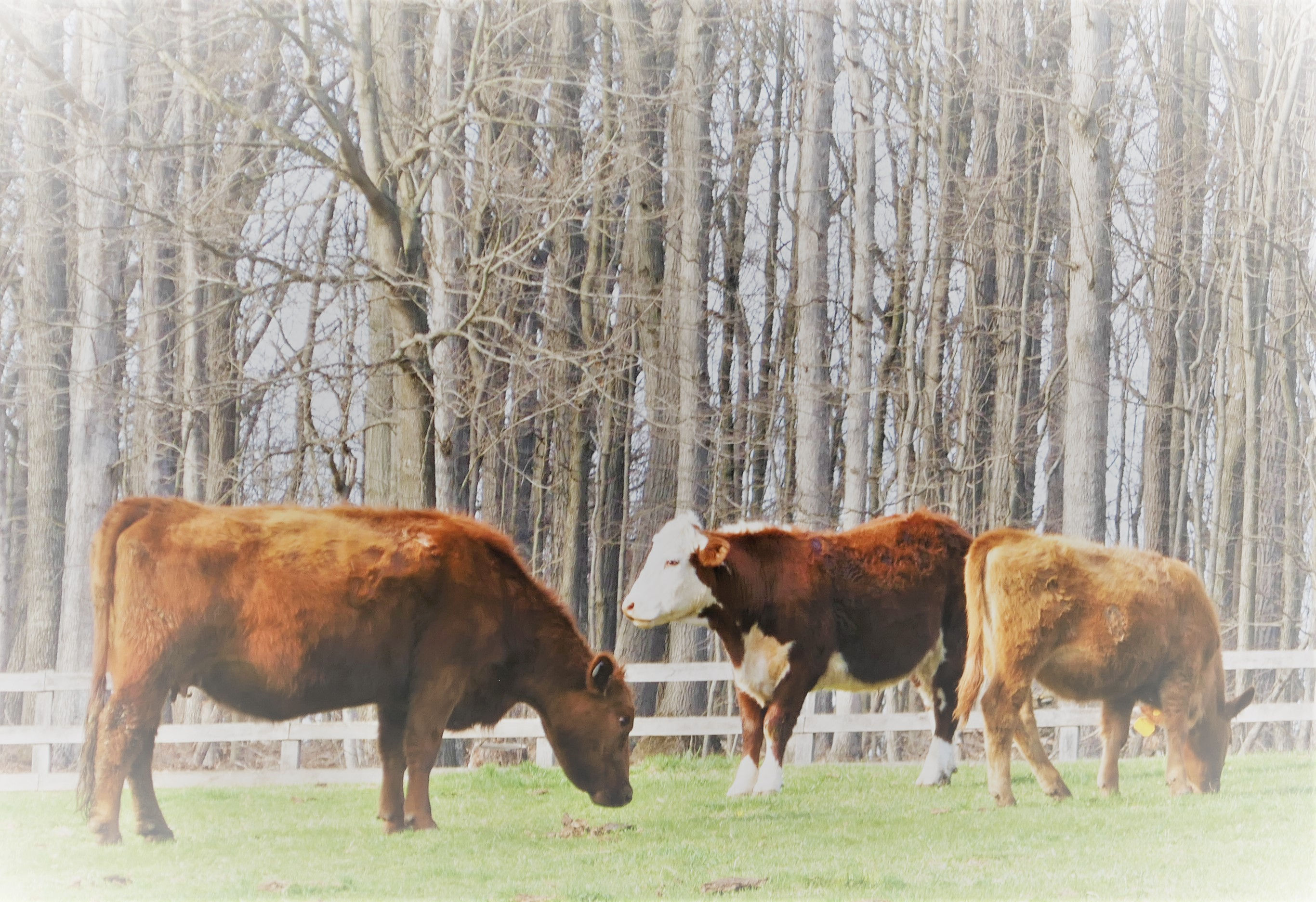 Farm Image 1